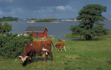 hagmarker och ängar. På Hangö udd röjdes havsstrandängar: i fortsättningen kommer landskapet där att hållas öppet av betande boskap, vars ägare man slutit avtal med.