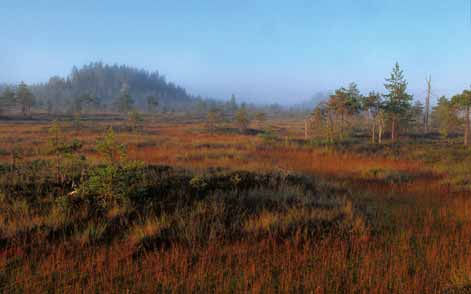 Mikael Hintze Leivonmäki nationalpark är vårt lands 35:e nationalpark.