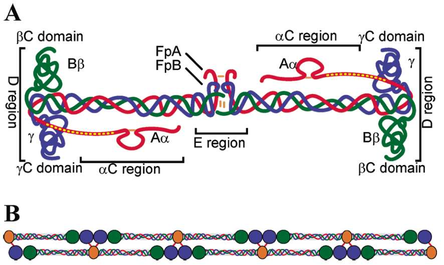 Schematisk modell över fibrinogen och fibrin