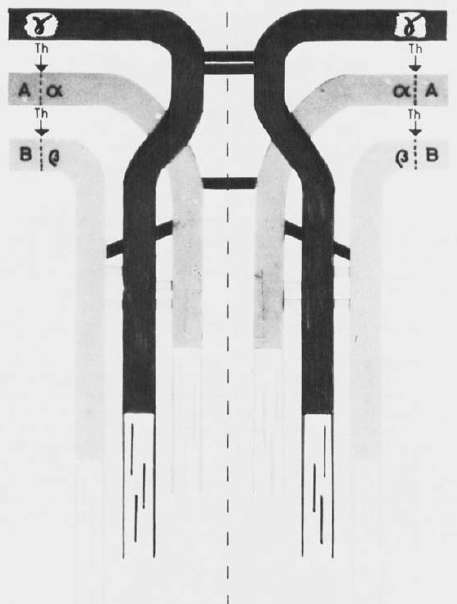 Blombäck & Blombäck Structure of Fibrinogen Ann NY Acad Sci 1972 Molekylstorlek 340 ka