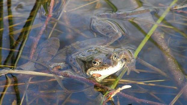 6 NATUR- OCH KULTURLANDSKAP Översiktsplan Falkenbergs kommun Fokusunderlag RIKSINTRESSEN FÖR NATURVÅRD Sverige har ca 2000 områden som förklarats vara av riksintresse för naturvården, varav 14 finns