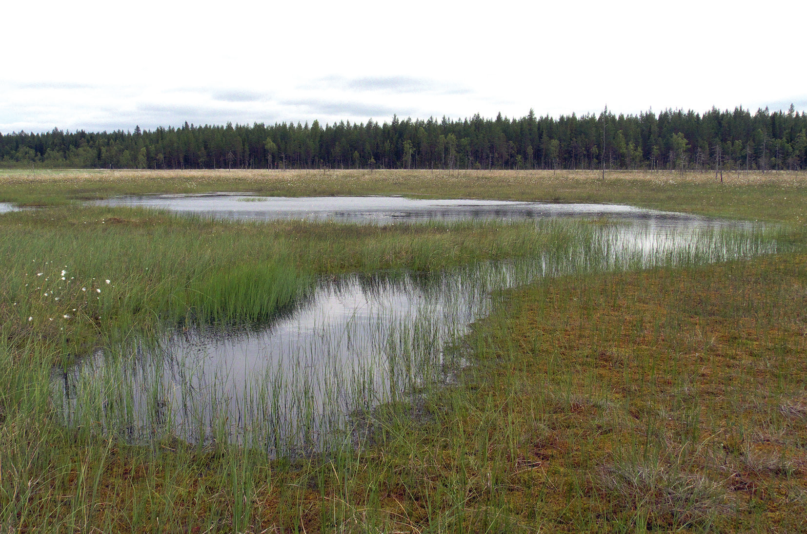 Håkan Ljungberg Figur 10. Habitat för Plateumaris weisei vid en namnlös liten skogstjärn nära Råneå, Norrbotten. Lösa vitmossgungflyn runt kanterna, med vegetation av kallgräs och dystarr. Foto förf.