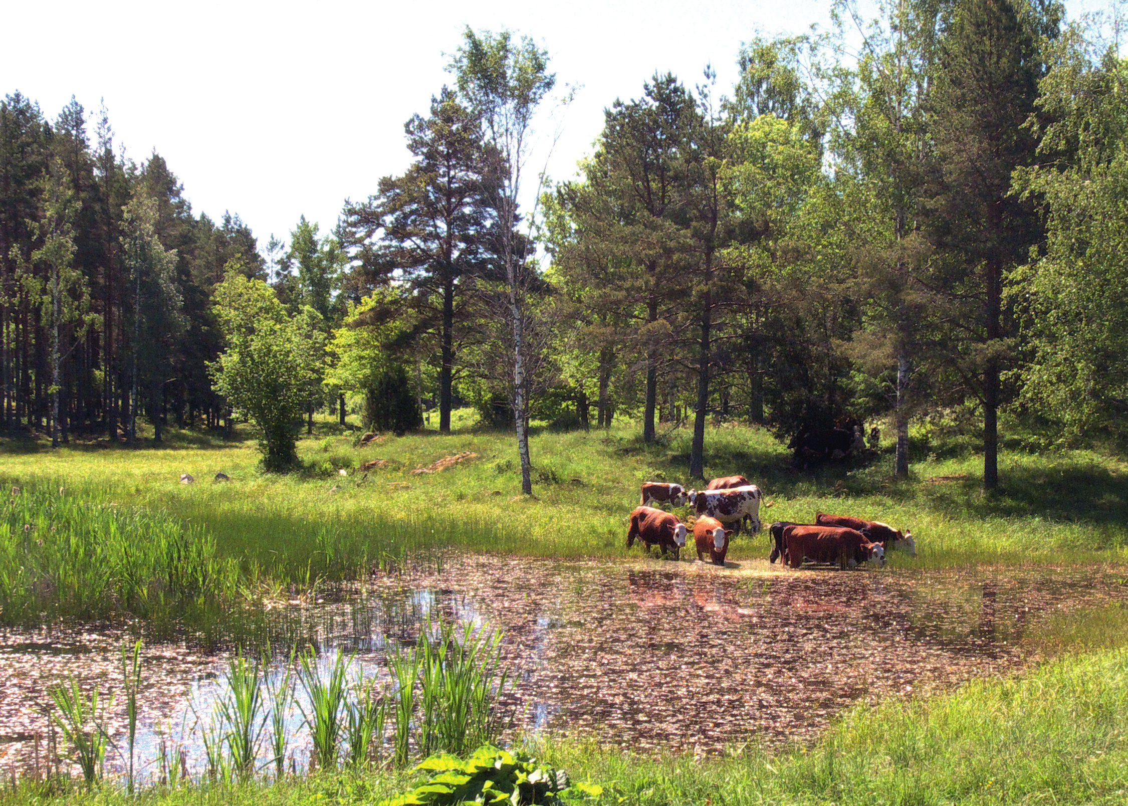 Håkan Ljungberg Figur 6. Habitat för Donacia brevitarsis nära Gimo, Uppland. Göl i en trädklädd betesmark, med blandad starr- och gräsvegetation. Arten hittades på blåsstarr. Foto förf. 14/6 2016.