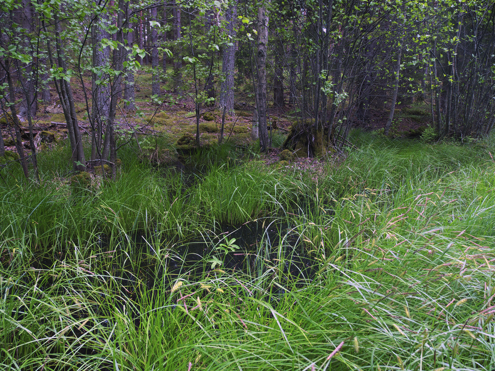 Figur 7. Habitat för Donacia brevitarsis nära Mormorsgruvan, Östergötland. Miljön är här ett försumpat vägdike, med vegetationen helt dominerad av blåsstarr. Foto förf. 31/5 2015.