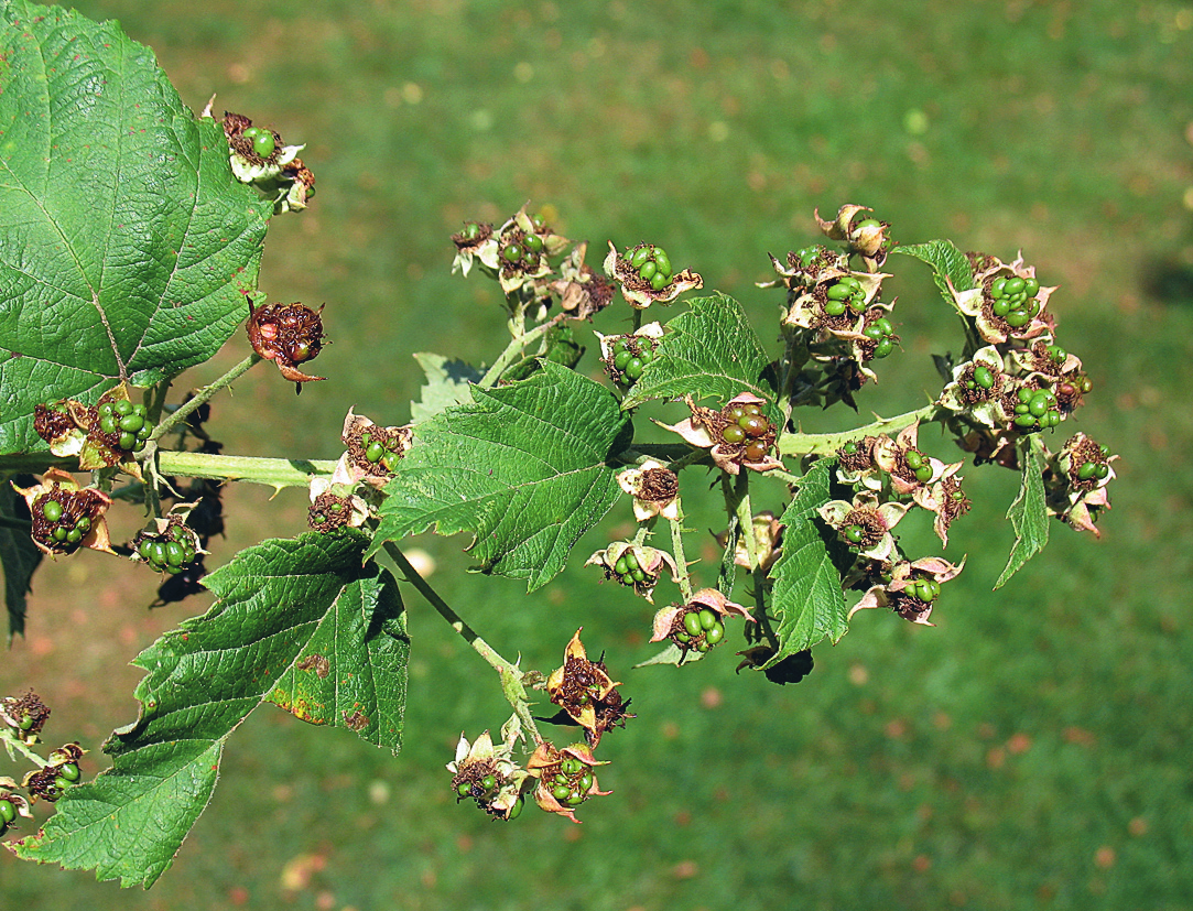 KRYPBJÖRNBÄR Under den nyligen avslutade inventeringen av Skånes flora (Tyler m.fl. 2007) hittades bornholmsbjörnbär på ett femtiotal lokaler i 33 rutor, vilket ungefär motsvarar antalet tidigare fynd.