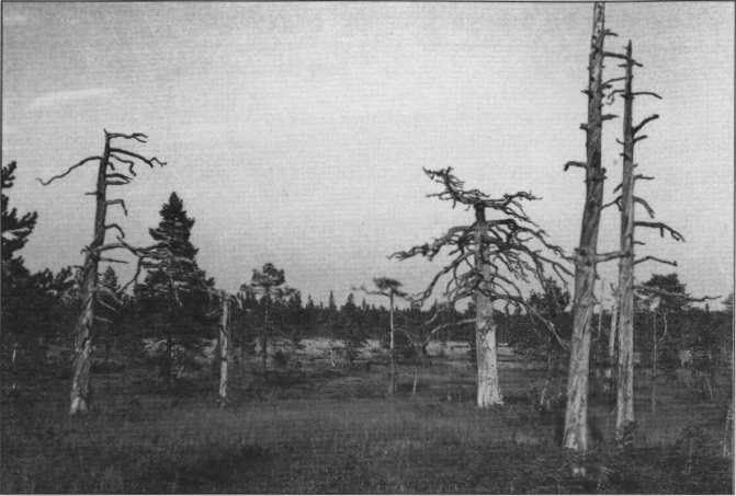 Skogens historia Låt oss som ett exempel titta på skogen på Stora Tunturiberget som är intressant och speciell på många sätt.