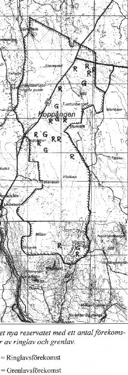 Varglav, Letharia vulpina 1988 påträffades arten på minst 80 torrrakor och antalet uppskattades då till 150-200 individ.