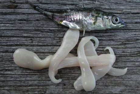 Figur 7. Bandmasken Schistocephalus från buken på en spigg. Foto: Lars Lönnström, Laboratoriet för akvatisk patobiologi, Åbo Akademi. Den 25 juli inkom två rapporter om stora mängder död spigg.