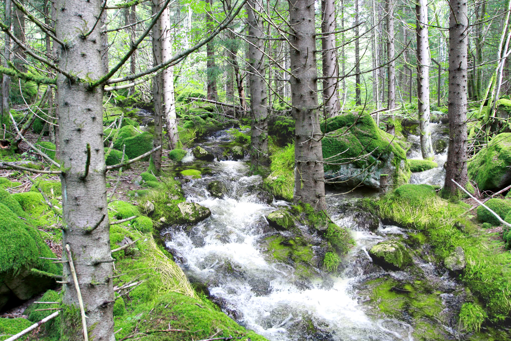 Skog med fallhöjd Läge 1/140-900 Beskrivning av naturmiljön idag 3 Längs den här delsträckan finns en naturlig svacka med storblockig mark. Av terrängen att döma har det runnit vatten här förut.