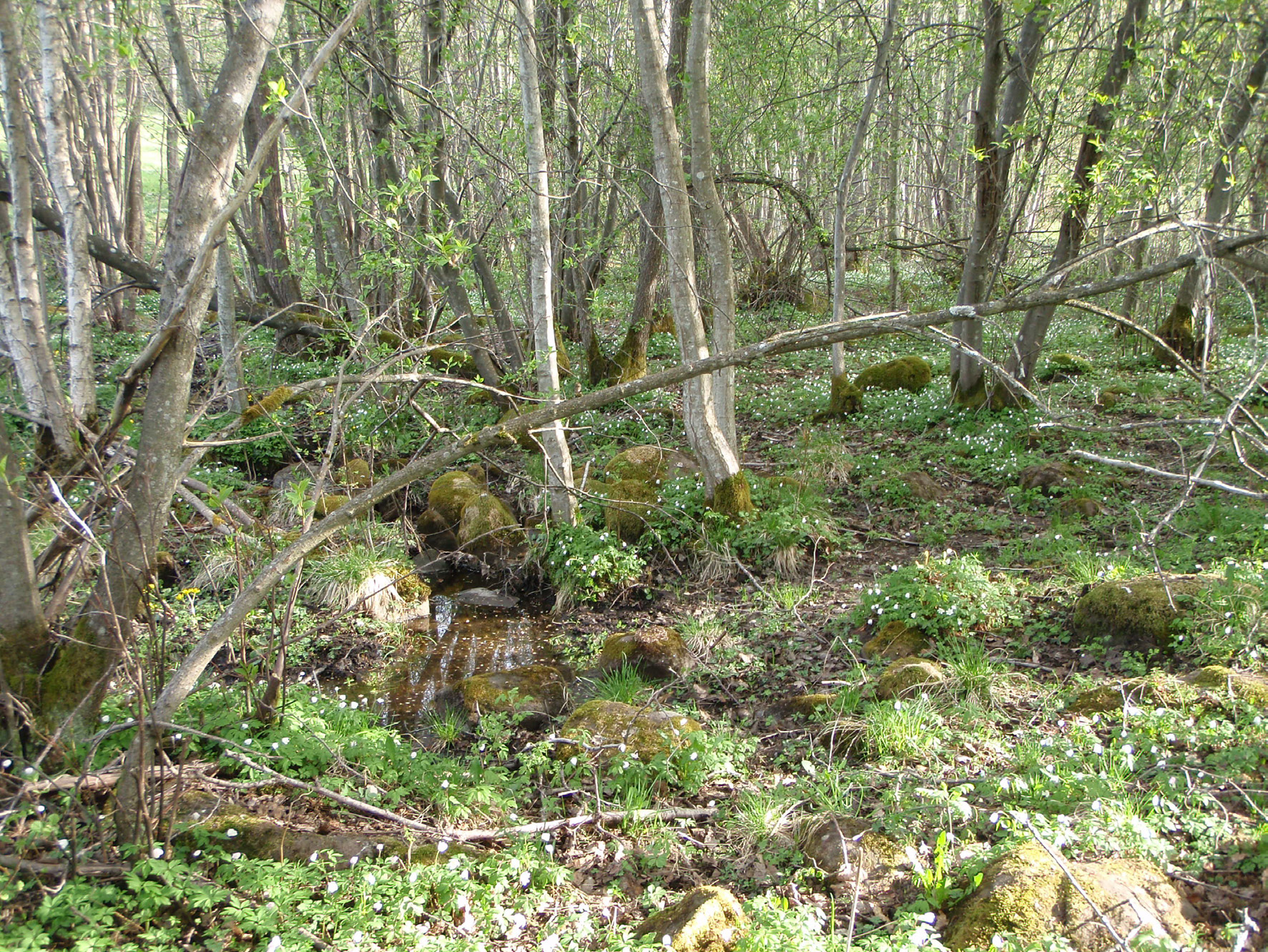 3 Översvämningsytor vid Hjälpadalsbäcken Läge 900-600 Beskrivning av naturmiljön idag Från Hjälpadalen rinner en mycket diffus bäck.