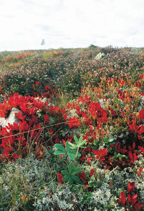 KULLMAN Figur 12. Ung planta av blomsterlupin i helt intakt lavhed med gulvit renlav, ripbär, lingon, ljung och kruståtel. Liknande, nyetablerade förekomster finns i andra dalafjäll (Kullman 2004b).