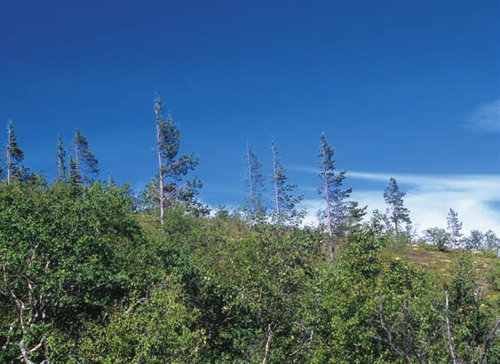 KULLMAN Tabell 1. Trädgränsen läge (meter över havet) för tall, gran och björk vid tre olika tillfällen under de senaste 90 åren inom den undersökta ytan i Fulufjällets nordöstsluttning.