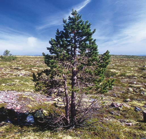 TRÄDGRÄNSEN PÅ FULUFJÄLLET Figur 3. Tallens nya och högre trädgräns (940 m ö.h.) representeras av ett 2,3 m högt fröproducerande träd, drygt 30 år gammalt (61 37, 981 N; 12 38, 805 Ö).