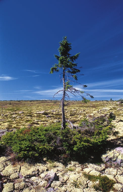 KULLMAN Figur 4. Björkens nya trädgräns (940 m ö.h) utbildas av mycket gamla individer (61 37, 978 N; 12 38, 800 Ö). Den grövsta stammen visade 211 årsringar vid rothalsen.