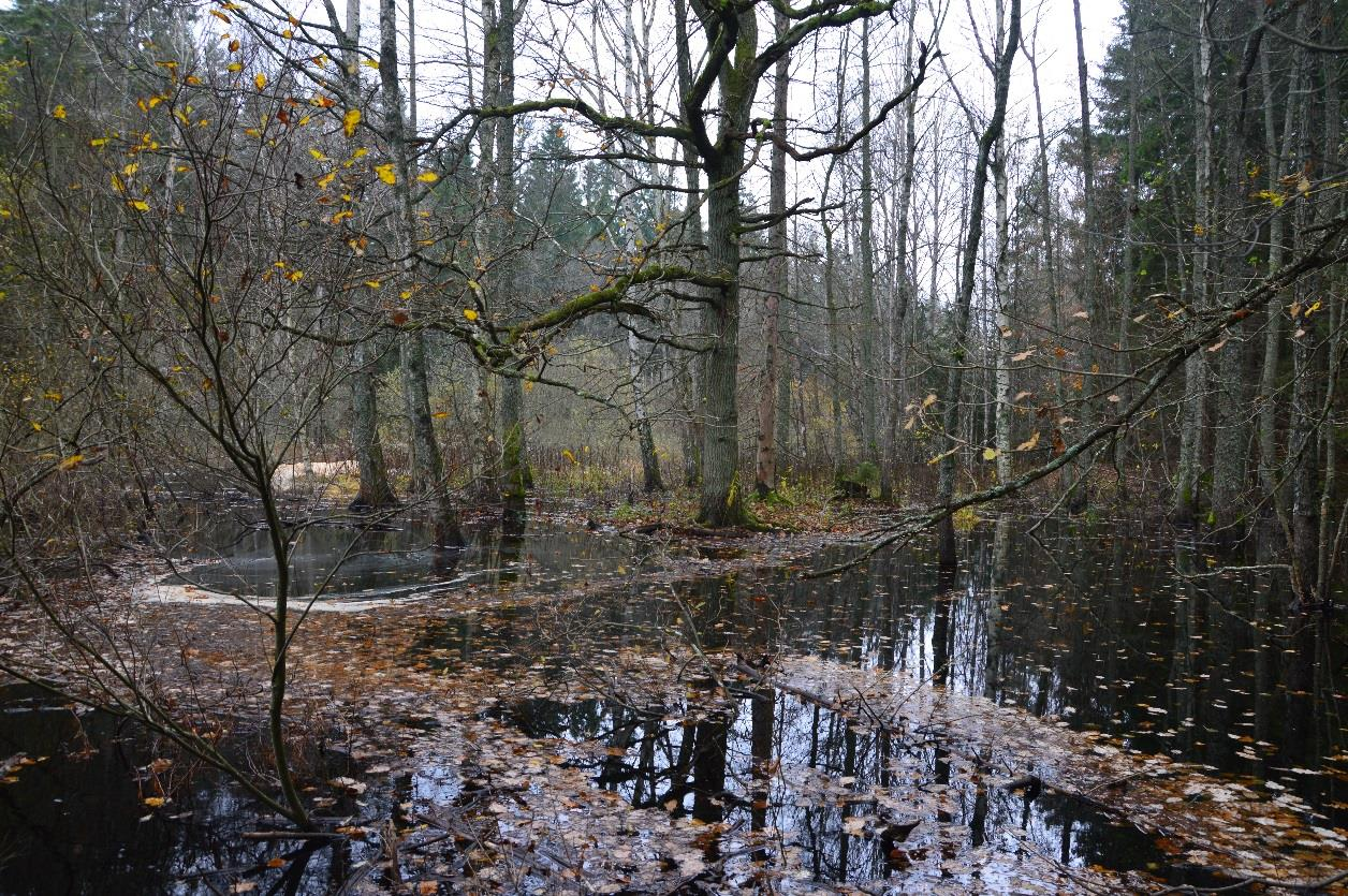 Ett välutvecklat buskskikt längs med vattendraget är bra för tillförseln av föda till vattnets organismer via blad, barr, kvistar och nedfallande insekter. Bild 7.