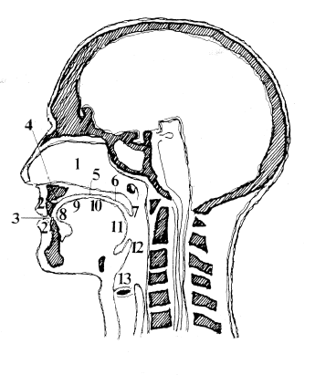 1. näshåla - nasus 2. läpp - labia 3. tänder - dentes 4. tandvall - alveoli 5. hårda gommen - palatum 6. mjuka gommen - velum 7. tungspene - uvula 8.