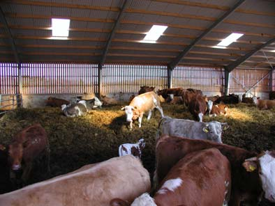 Kombinera miljöhänsyn och ekonomi vid utfodring av biprodukter I Skåne förädlar vi mycket av de jordbruksprodukter som framställs och som ett resultat av det har vi god tillgång på biprodukter, vilka