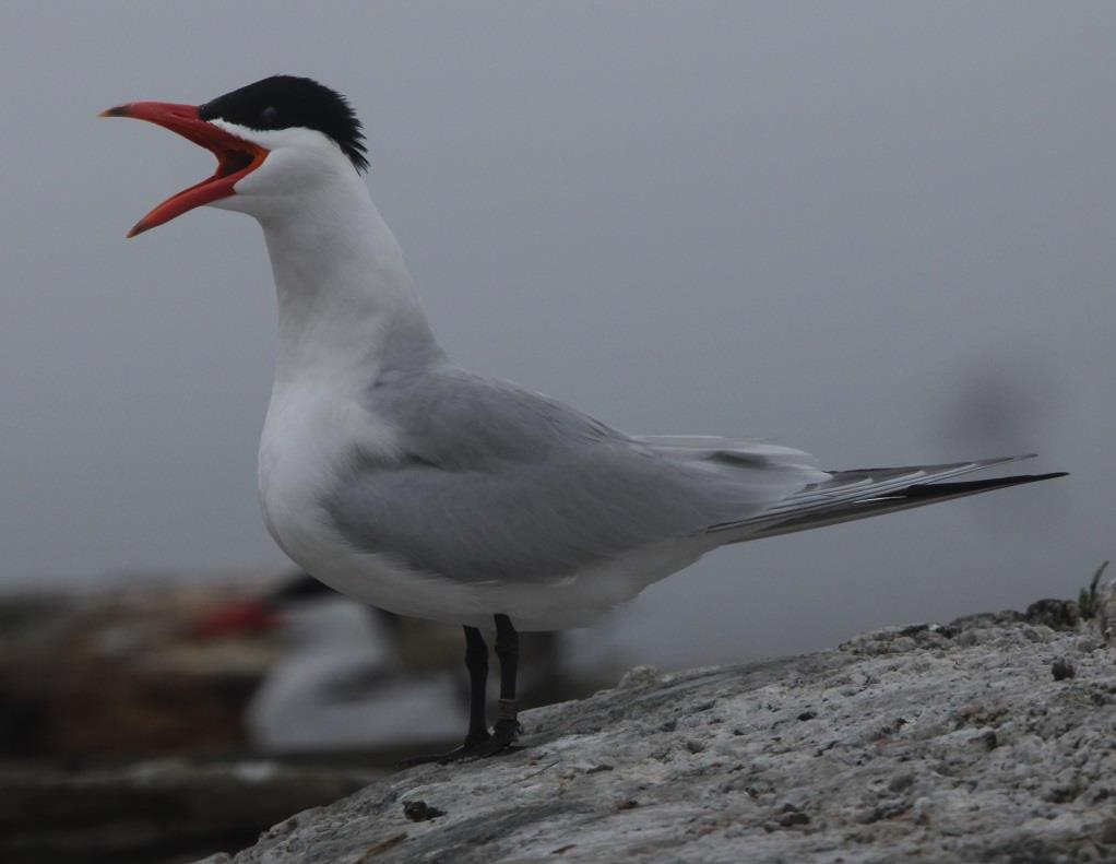 2010 startar SOF BirdLife Projekt Projektet startas för understöd av ÅGP skräntärna Det finns områden där ÅGP skräntärna inte räcker till Bl a forskning och kunskap, men även för att driva på