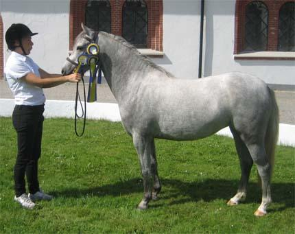 KWB 1416 Kulltorps Lavendel 35-09-0813 Skm, 135 cm Född hos Mats Olsson, Kulltorps Stuteri, Holmsbergs Gård, 388 92 Ljungbyholm.