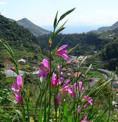 Blomsterfest på Madeira Blomsterfest på Madeira. Madeira, ett paradis för botaniker och vandrare och ön för dig som vill njuta av storslagen natur, ett behagligt klimat och blomsterprakt.