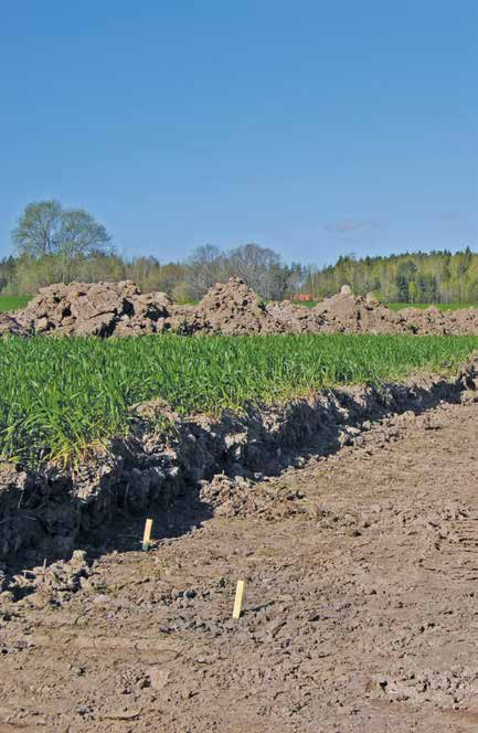 8 Härdar i Himna Figur 3. De båda härdarna framträdde som sotiga mindre fläckar mot den omgivande beigefärgade leran. A201 till vänster, A200 till höger. Fotograferat från öster. Foto: Marita Sjölin.
