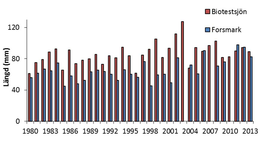 Figur 4.1.2h. Fångster vid yngelundersökningar i Biotestsjön under höstarna 1989-2013. Figur 4.1.2i. Längd hos abborryngel i Biotestsjön och Forsmark.