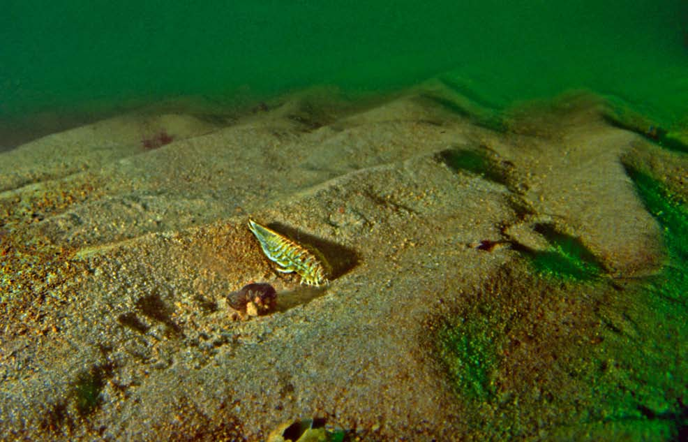 MJUKBOTTNAR MED SPARSAM VÄXTLIGHET, inledning HAVETS SLÄTTER 1 2 3 4 4: SANDHAMMAREN 900615-0114 Till synes oändliga sandslätter får bottnarna utanför Sandhammaren på sydkusten att sannerligen göra