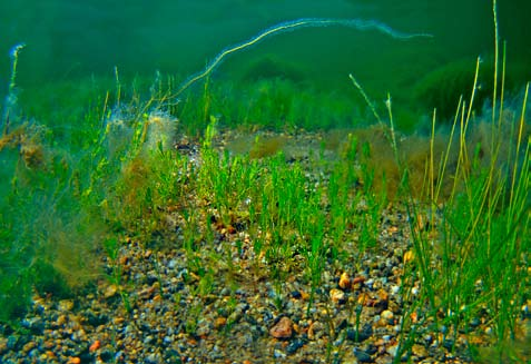 Att vända på stenar på någon decimeters djup vid en strand med kullersten eller klappersten kan bli en spännande upptäcktsfärd bland havsstrandens uthålligaste och tuffaste småkryp.