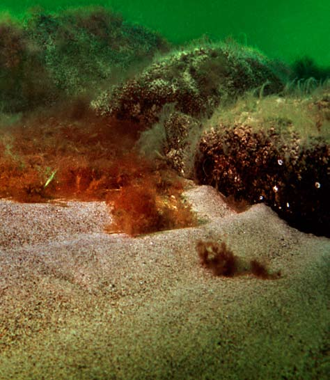 5: BRÄNNSKÄR 060726-0221 Moränbotten med strödda stenblock och där emellan fläckar och fält av sand är en av de vanligaste bottentyperna på drygt 10 meters djup i Östersjön.