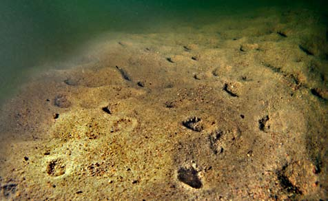 Sandbotten på 5 meters djup i en öppen vik på Höga Kusten. Tångruskorna är losslitna och ligger löst. De vita skalen kommer från östersjömusslor som levt i bottnen.