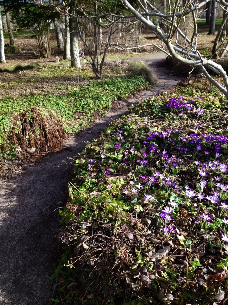 Floderna börjar fyllas av all smält snö, då uppstår oftast så kallade vårfloder, som kan leda till översvämningar, vilket har inträffat oftare under 2000-talet än innan.