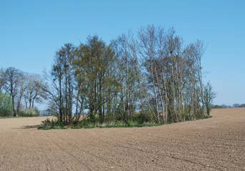 Övriga strukturer och värden i landskapet - Rester av det historiska odlingslandskapet har ett stort odlingshistoriskt värde. - Mellan och Rosenlund fanns inägoängar på 1700-talet.