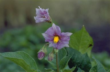 Sorten är känd i Finland, Island, Norge och Sverige, och är fortfarande en viktig sort på Island och i någon grad i Nord-Norge. Hårek NGB3468 Pimpernel x Beate Halvsen matpotatis.