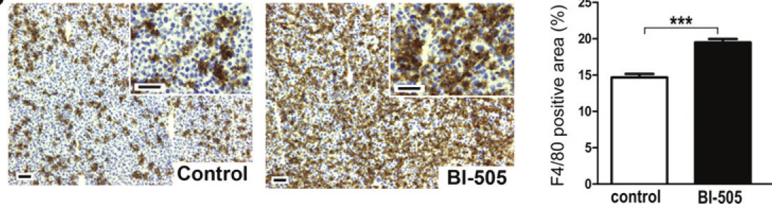 BI-505 MoA in pre-clinical models