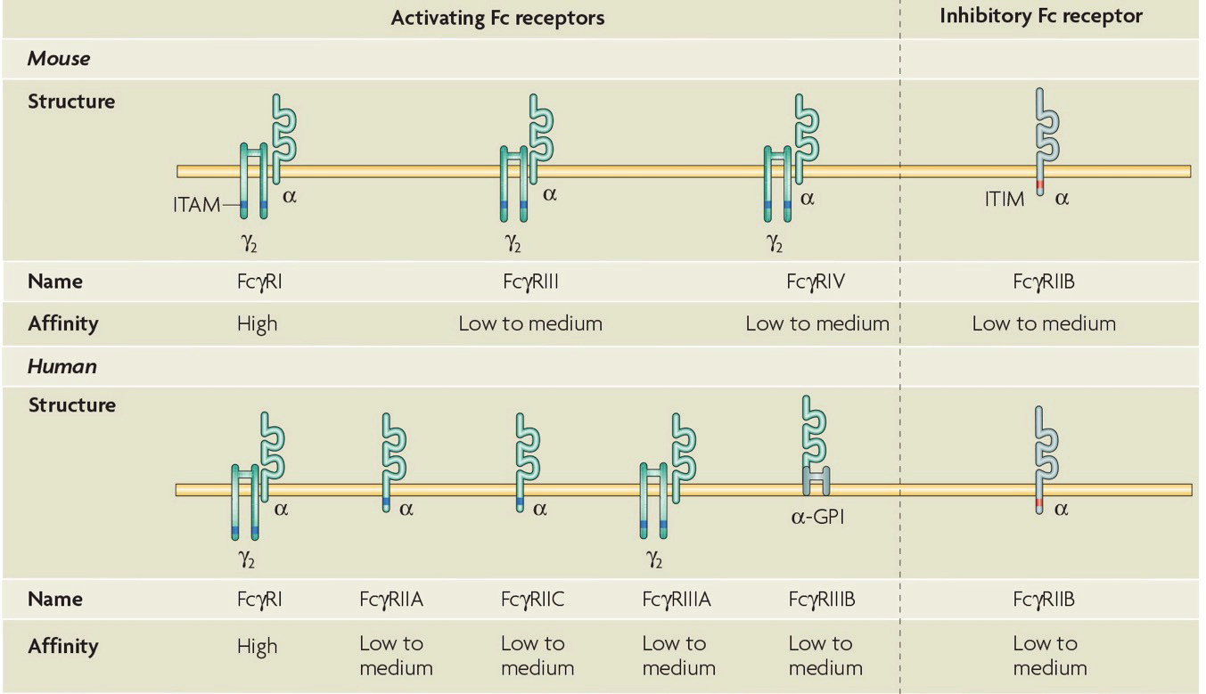 Several Activating but only one inhibitory FcgR Fc receptors as regulators of immune responses