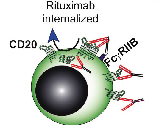 rituximab efficacy