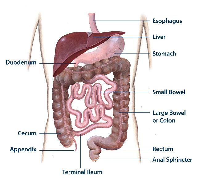 Ordlista Anatomisk bild av mag-tarmsystemet Matstrupe Lever Tolvfingertarm Magsäck Tunntarm Tjocktarm Blindtarm Blindtarmsbihang Terminala ileum Ändtarm Ändtarmsöppning Hendrik Jonas för Agentur BAR