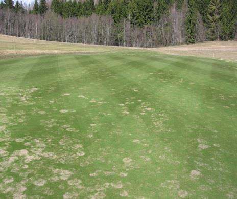 I Sverige och Norge har vi sett mest av denna svamp på olika venarter på green, i vitgröe/ängsgröe på krage och i rajgräs på tee och fairway.