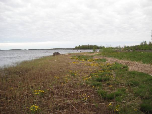 Figur 1. Allra största delen av strandområdet är mycket starkt kulturpåverkat med båtplatser, bryggor, stenpirar, trädgårdar och parkliknande områden.