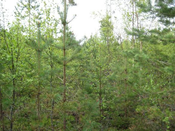 fältskiktet är de dominerande arterna blåbär (Vaccinium myrtillus) och lingon (Vaccinium vitis-idaea). Skogstypen är frisk moskog (MT). Figur 7.