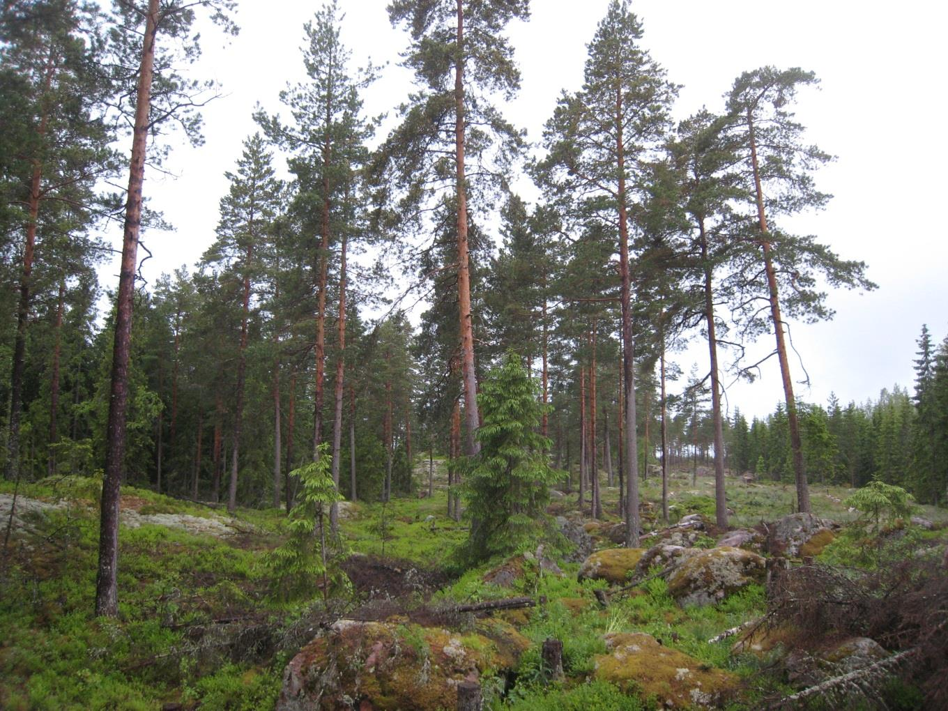 Stenfalken häckar i hela Finland men beståndet är störst i norra Finland. Typiska livsmiljöer i södra och mellersta Finland är talldominerade skogar.