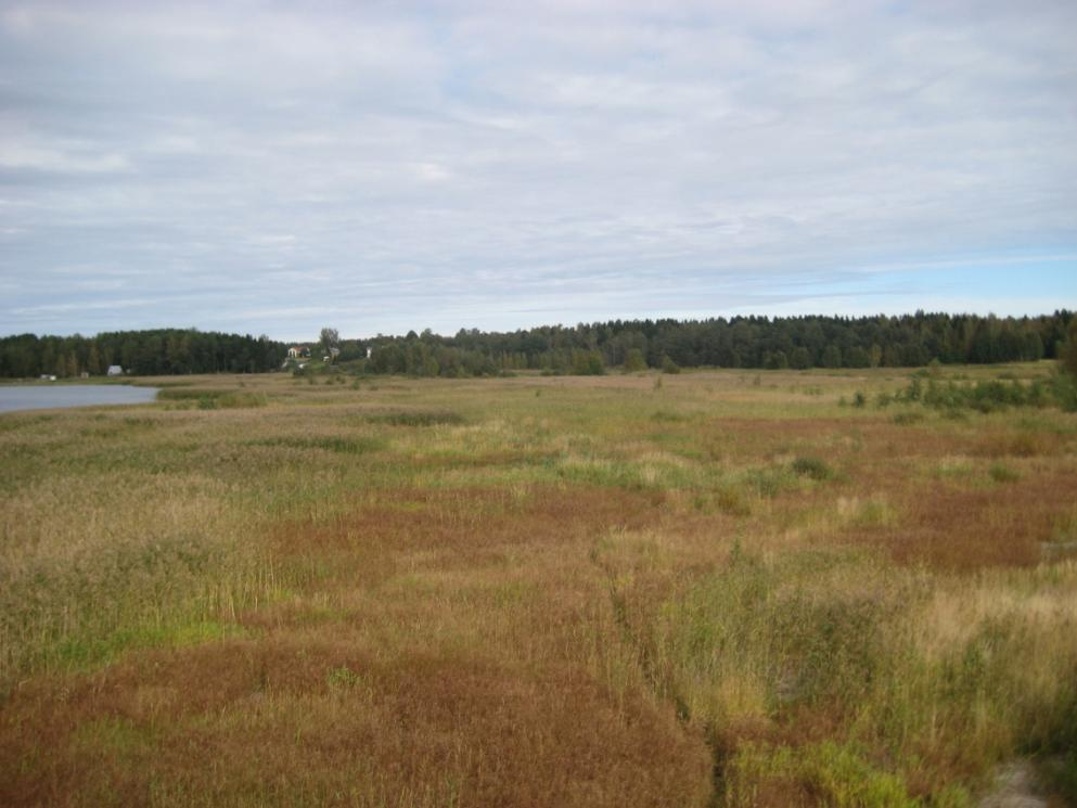 andra vadarfåglar såsom snäppor och småspov (Numenius phaeopus). Dessutom rastar tidvis tusentals trutar och måsfåglar i åmynningen.