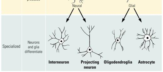 hippocampus Duman et al.