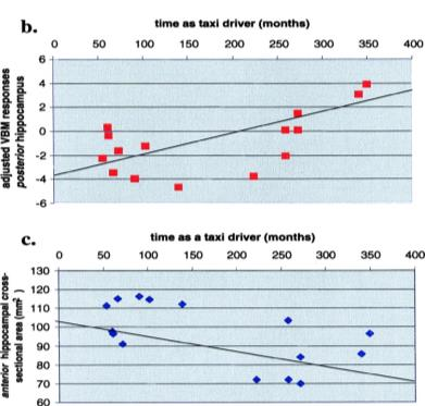 2011 Changes in grey matter induced by training Samband