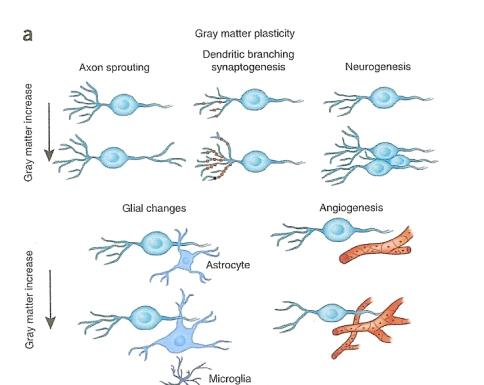 , 2012 Zatorre, Fields & Johansen-Berg, Nature Neuroscience