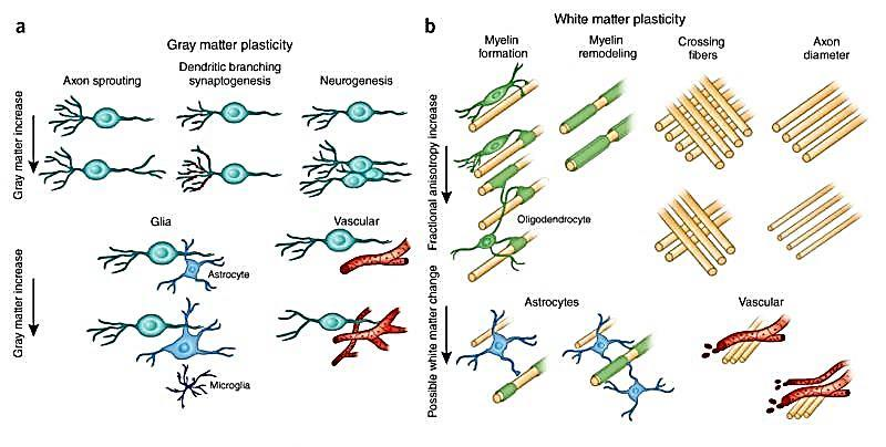 Hjärnans plasticitet olika mekanismer Zatorre, Fields & Johansen-Berg,