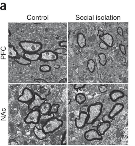 Nedsatt myelinisering av prefrontalcortex (PFC) hos socialt isolerade möss 2 veckors social