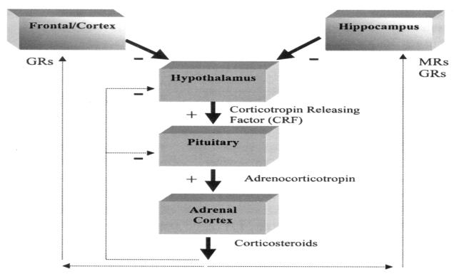 stressorsakade utmattningssyndrom (utbrändhet) McEwen &