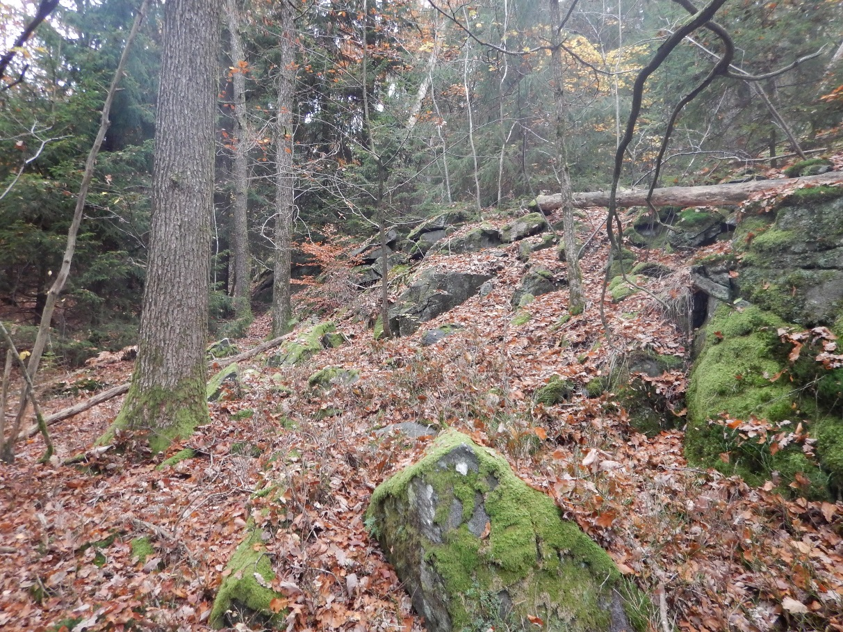 Figur 5.4 Medelstora block och ett tunt jordtäcka i bergslänten. Dominerande bergart är granitisk gnejs, ställvis genombruten av gabbroida/amfibolitiska stråk.