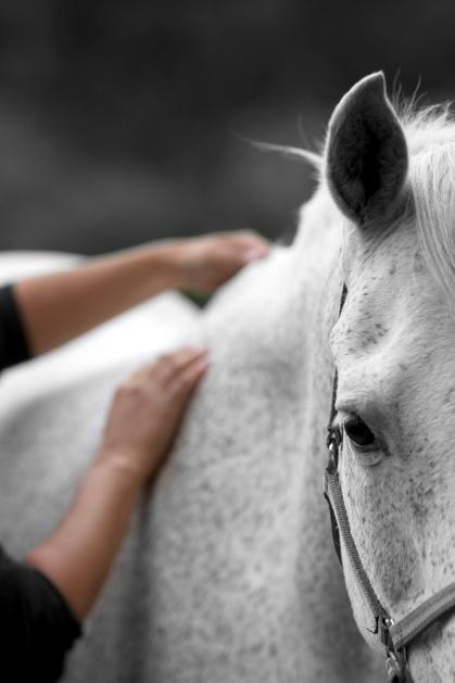 18.00 MASSAGE för häst i träning med Marie Bermar Vistedt Marie känner en del utav er igen sen tidigare, då hon kommer och har dressyrträningar med jämna mellanrum.